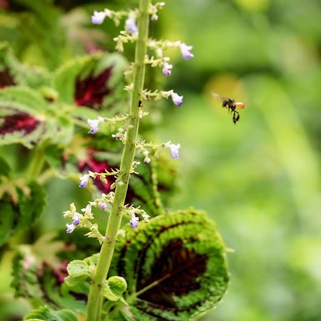 Teva Hotel & Jungle Reserve Мануель-Антоніо Екстер'єр фото